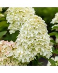 Hydrangea paniculata Bokraflame PBR